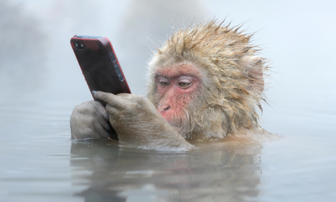 EHRs and Snow Monkeys: Meaningful Use and the Slow Adoption of EHR Technology