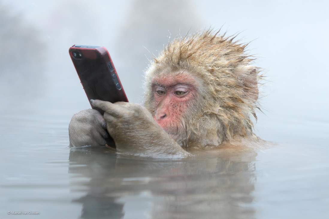 EHRs and Snow Monkeys: Meaningful Use and the Slow Adoption of EHR Technology